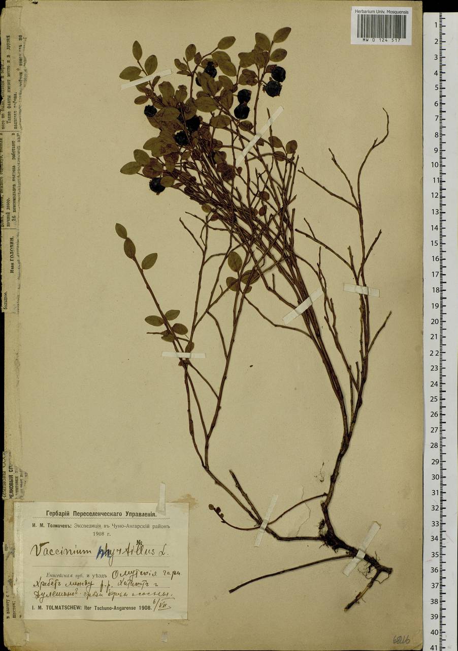 Vaccinium myrtillus L., Siberia, Baikal & Transbaikal region (S4) (Russia)