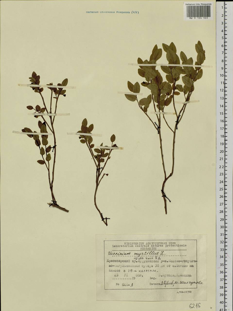 Vaccinium myrtillus L., Siberia, Central Siberia (S3) (Russia)