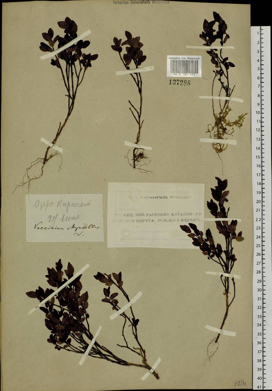 Vaccinium myrtillus L., Siberia, Altai & Sayany Mountains (S2) (Russia)