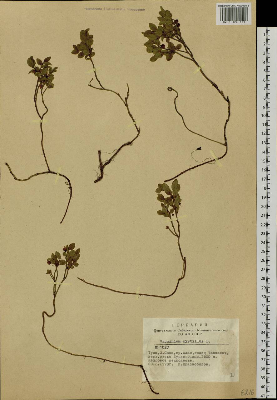 Vaccinium myrtillus L., Siberia, Altai & Sayany Mountains (S2) (Russia)