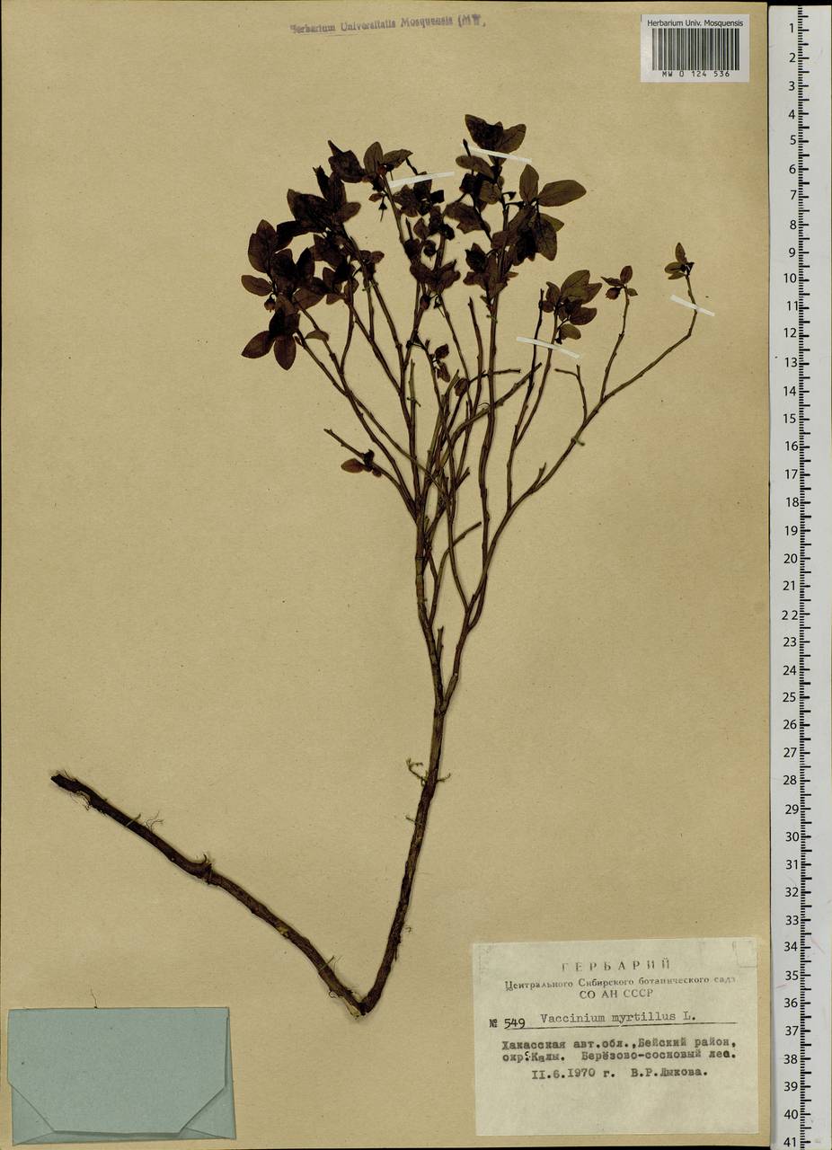Vaccinium myrtillus L., Siberia, Altai & Sayany Mountains (S2) (Russia)