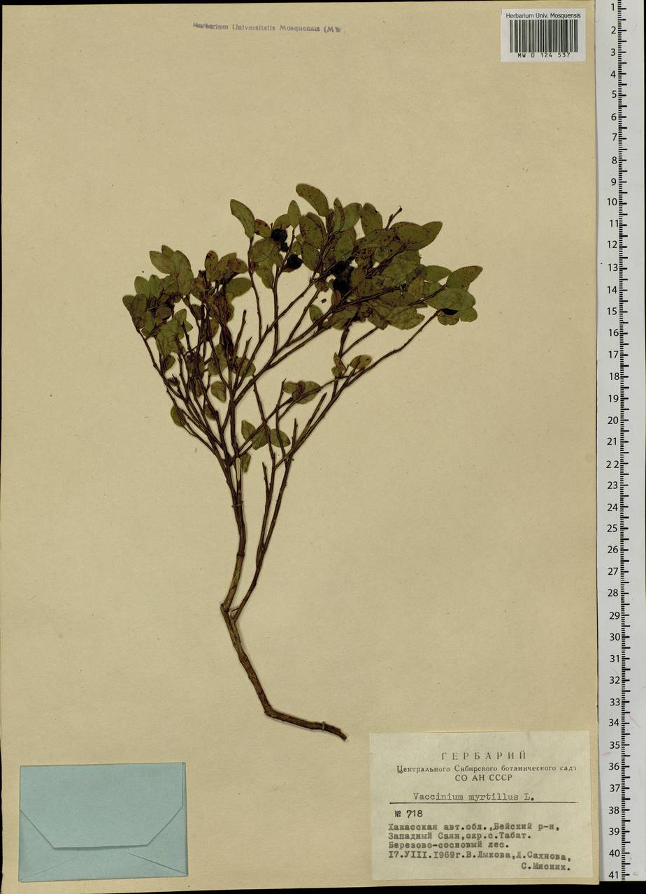 Vaccinium myrtillus L., Siberia, Altai & Sayany Mountains (S2) (Russia)