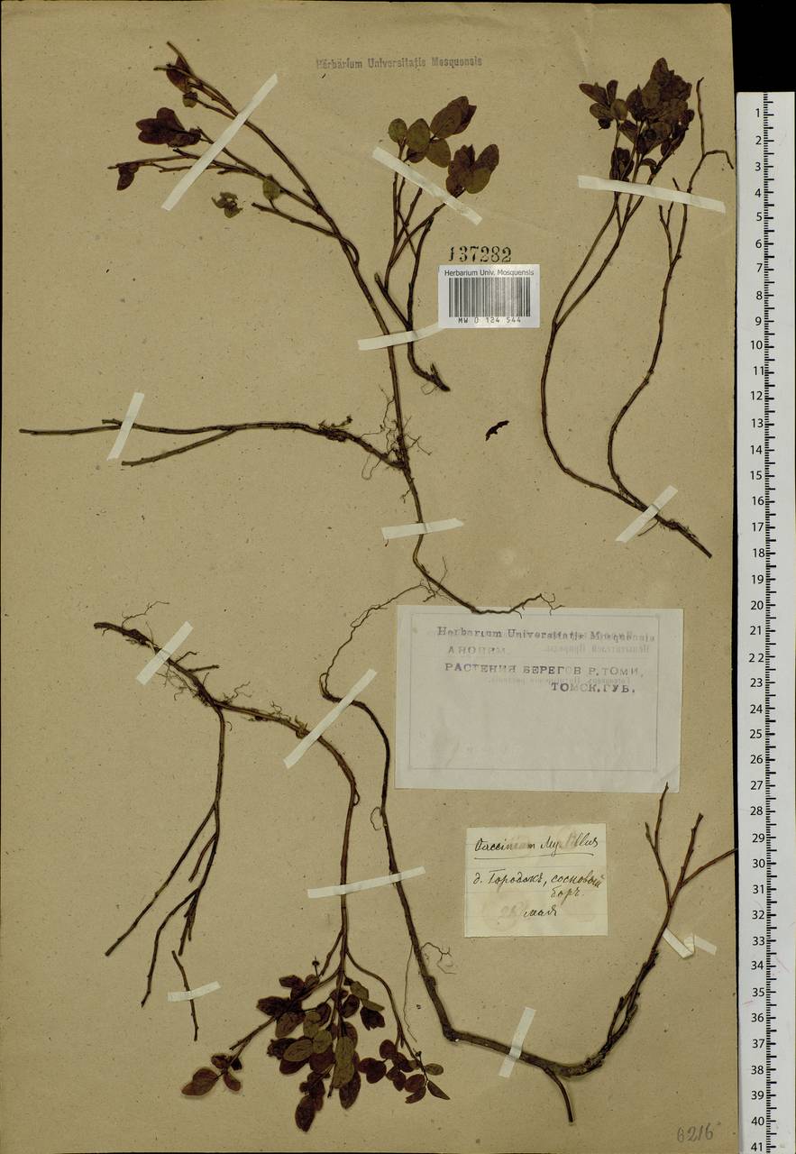 Vaccinium myrtillus L., Siberia, Western Siberia (S1) (Russia)
