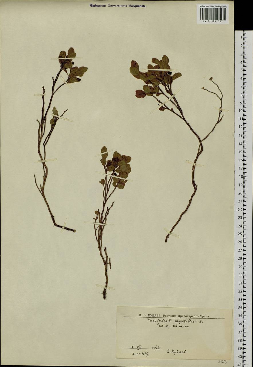 Vaccinium myrtillus L., Siberia, Western Siberia (S1) (Russia)