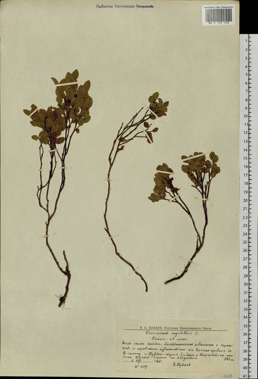 Vaccinium myrtillus L., Siberia, Western Siberia (S1) (Russia)