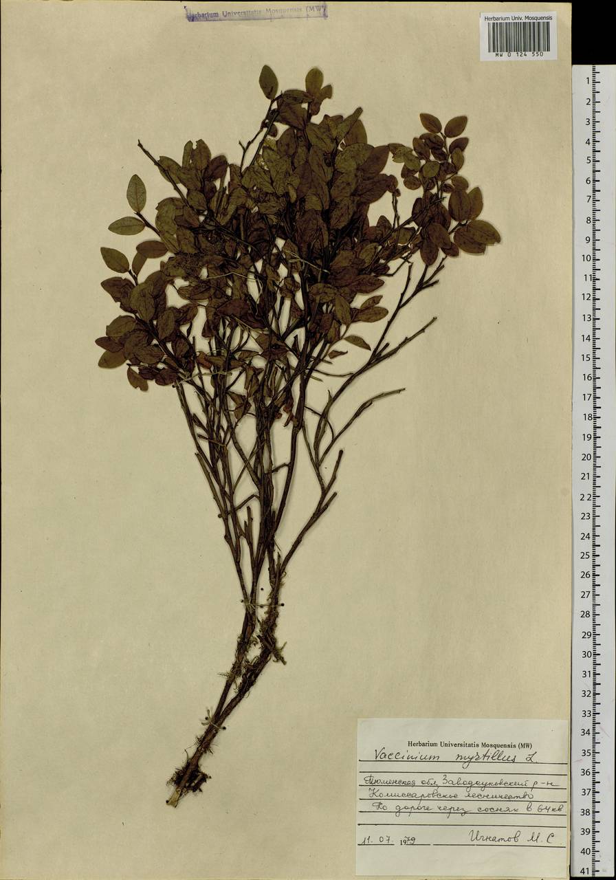 Vaccinium myrtillus L., Siberia, Western Siberia (S1) (Russia)
