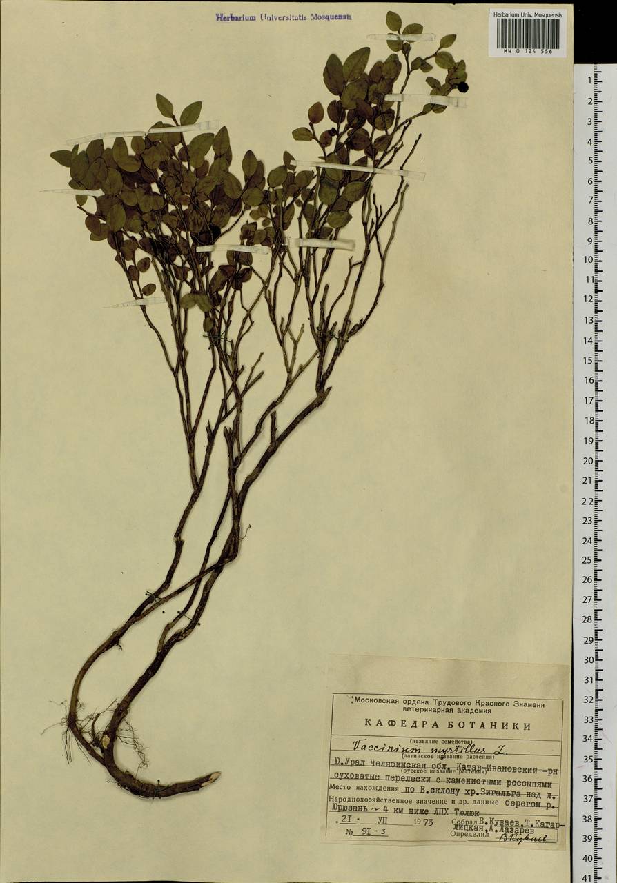 Vaccinium myrtillus L., Eastern Europe, Eastern region (E10) (Russia)