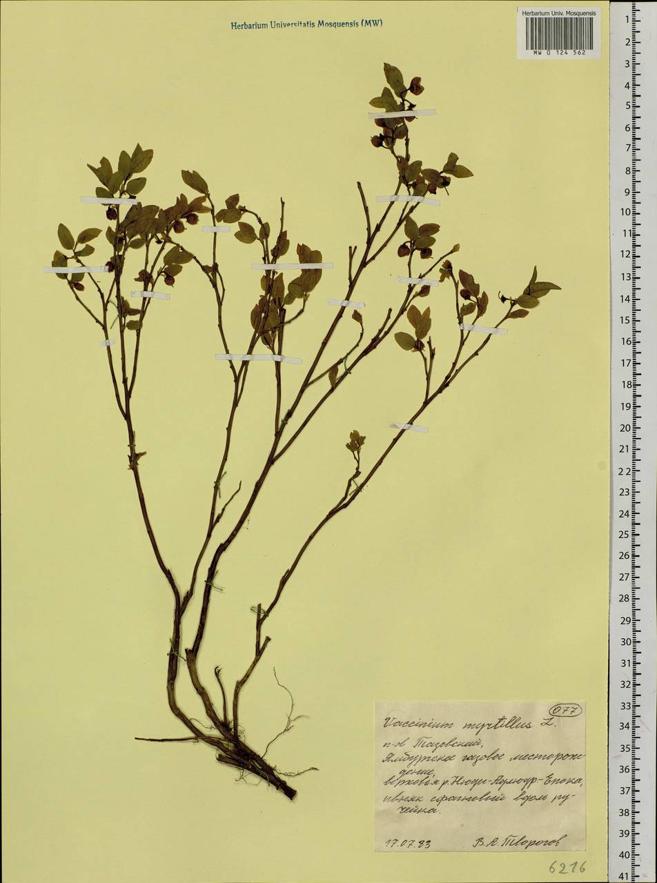 Vaccinium myrtillus L., Siberia, Western Siberia (S1) (Russia)