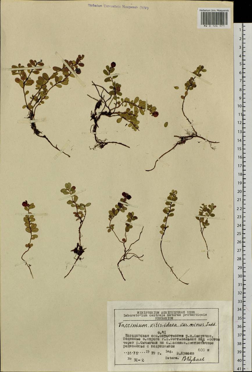 Vaccinium minusculum Sleumer, Siberia, Chukotka & Kamchatka (S7) (Russia)