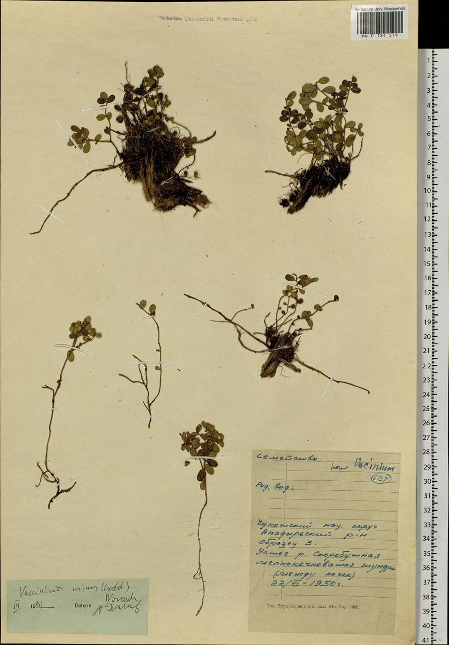 Vaccinium minusculum Sleumer, Siberia, Chukotka & Kamchatka (S7) (Russia)