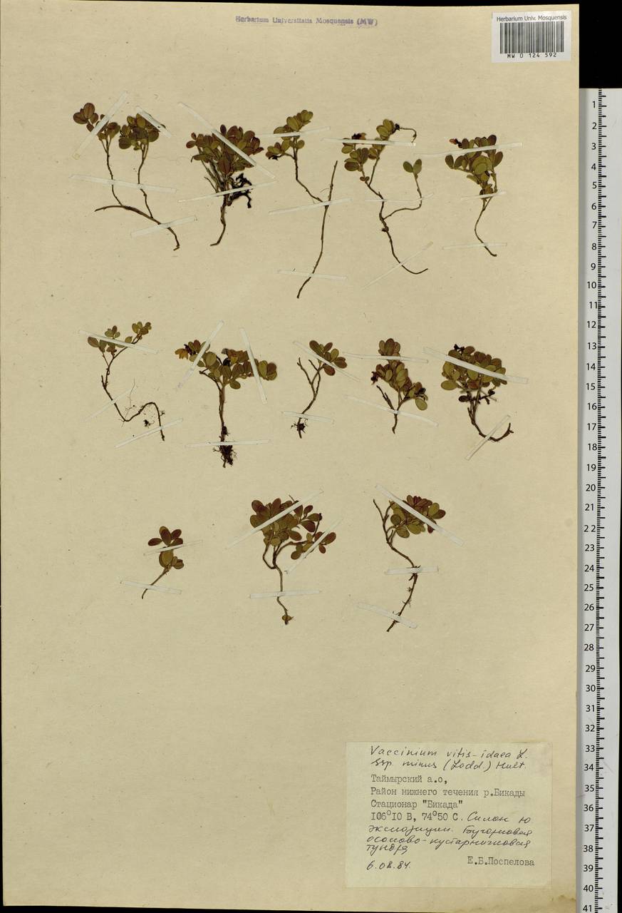 Vaccinium minusculum Sleumer, Siberia, Central Siberia (S3) (Russia)