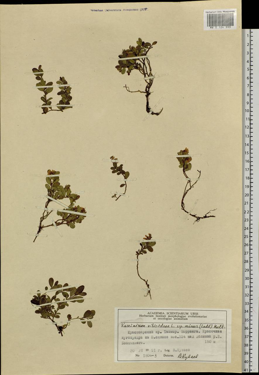 Vaccinium minusculum Sleumer, Siberia, Central Siberia (S3) (Russia)