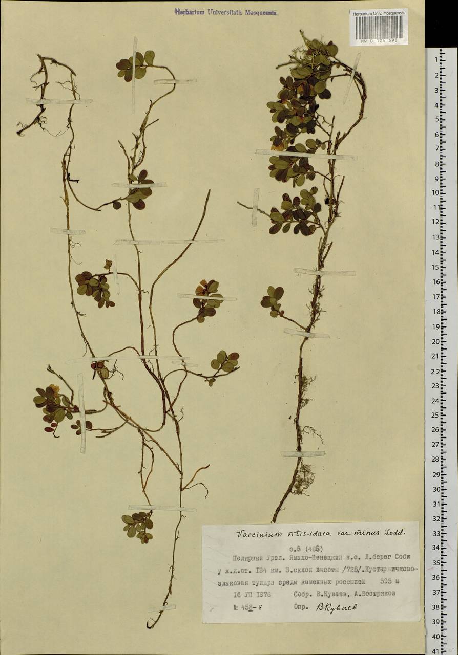 Vaccinium minusculum Sleumer, Siberia, Western Siberia (S1) (Russia)