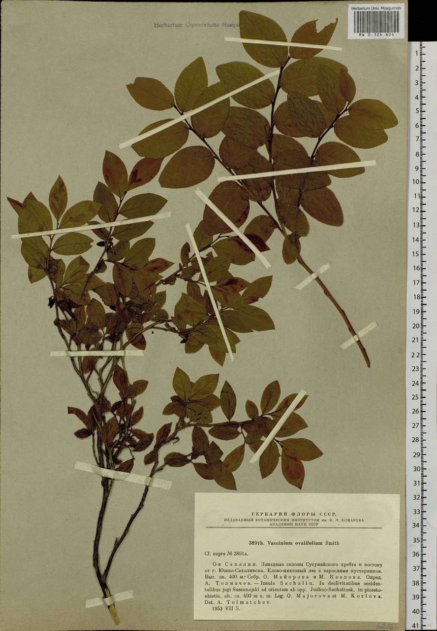 Vaccinium ovalifolium Sm., Siberia, Russian Far East (S6) (Russia)