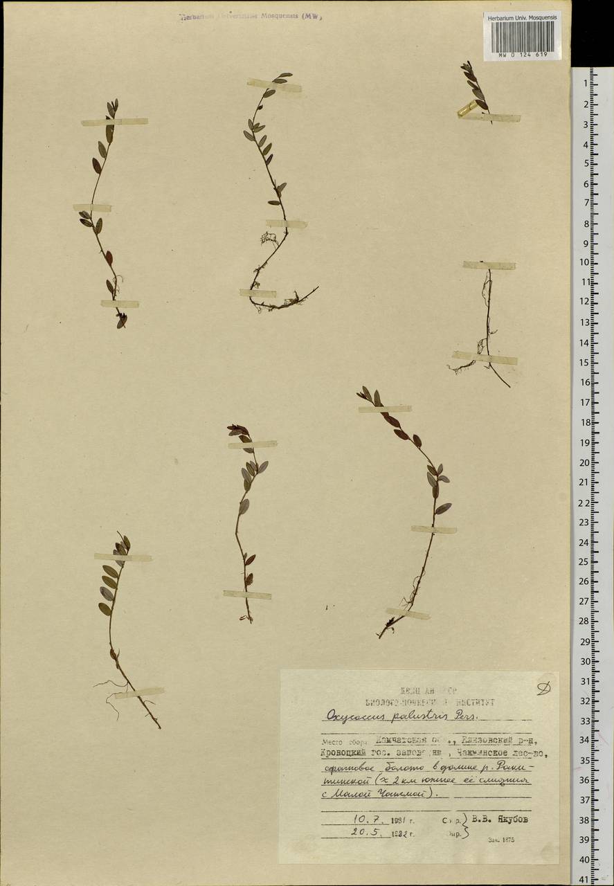 Vaccinium oxycoccos L., Siberia, Chukotka & Kamchatka (S7) (Russia)