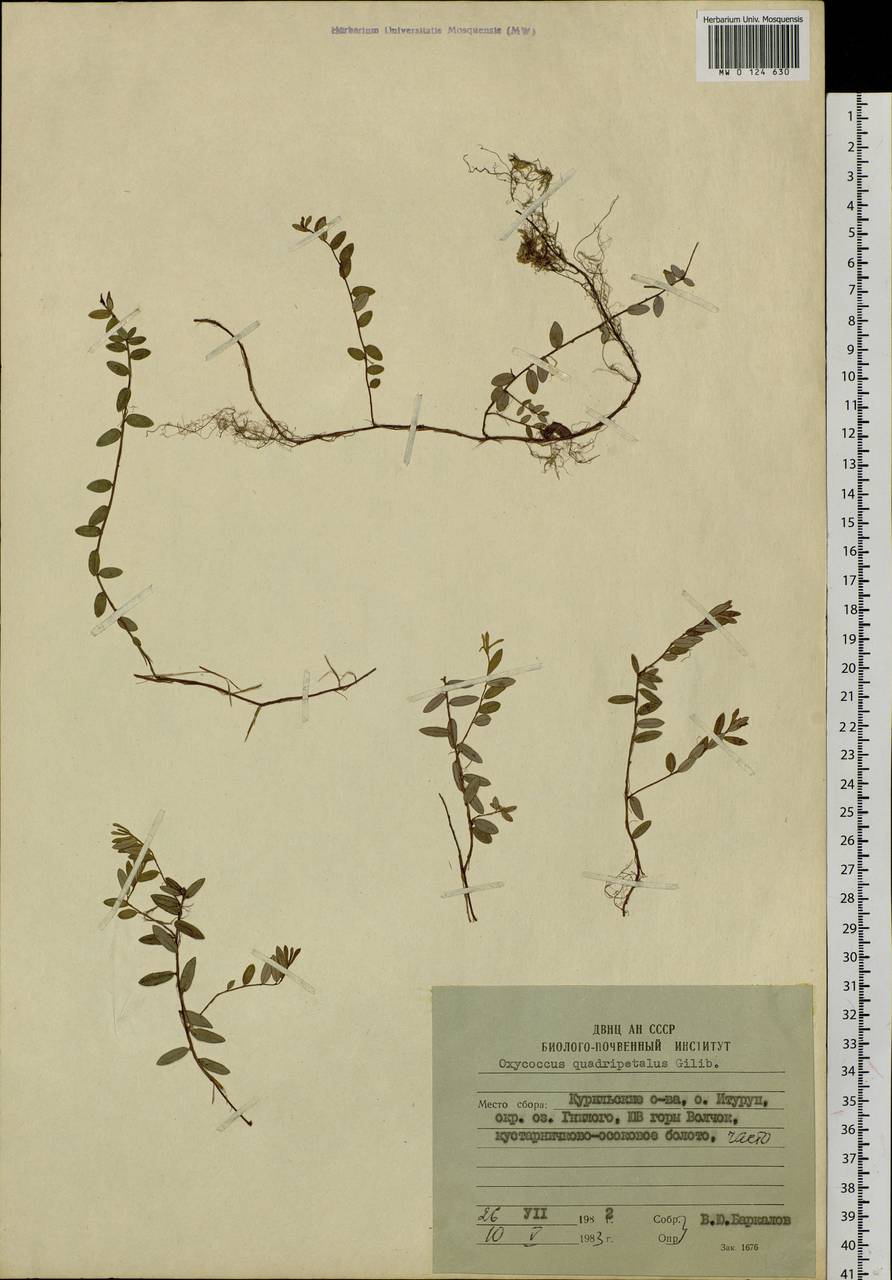 Vaccinium oxycoccos L., Siberia, Russian Far East (S6) (Russia)