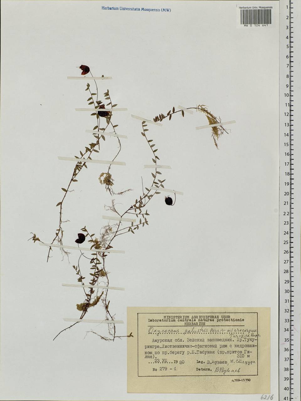 Vaccinium oxycoccos L., Siberia, Russian Far East (S6) (Russia)