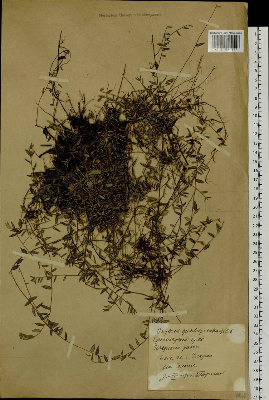 Vaccinium oxycoccos L., Siberia, Central Siberia (S3) (Russia)