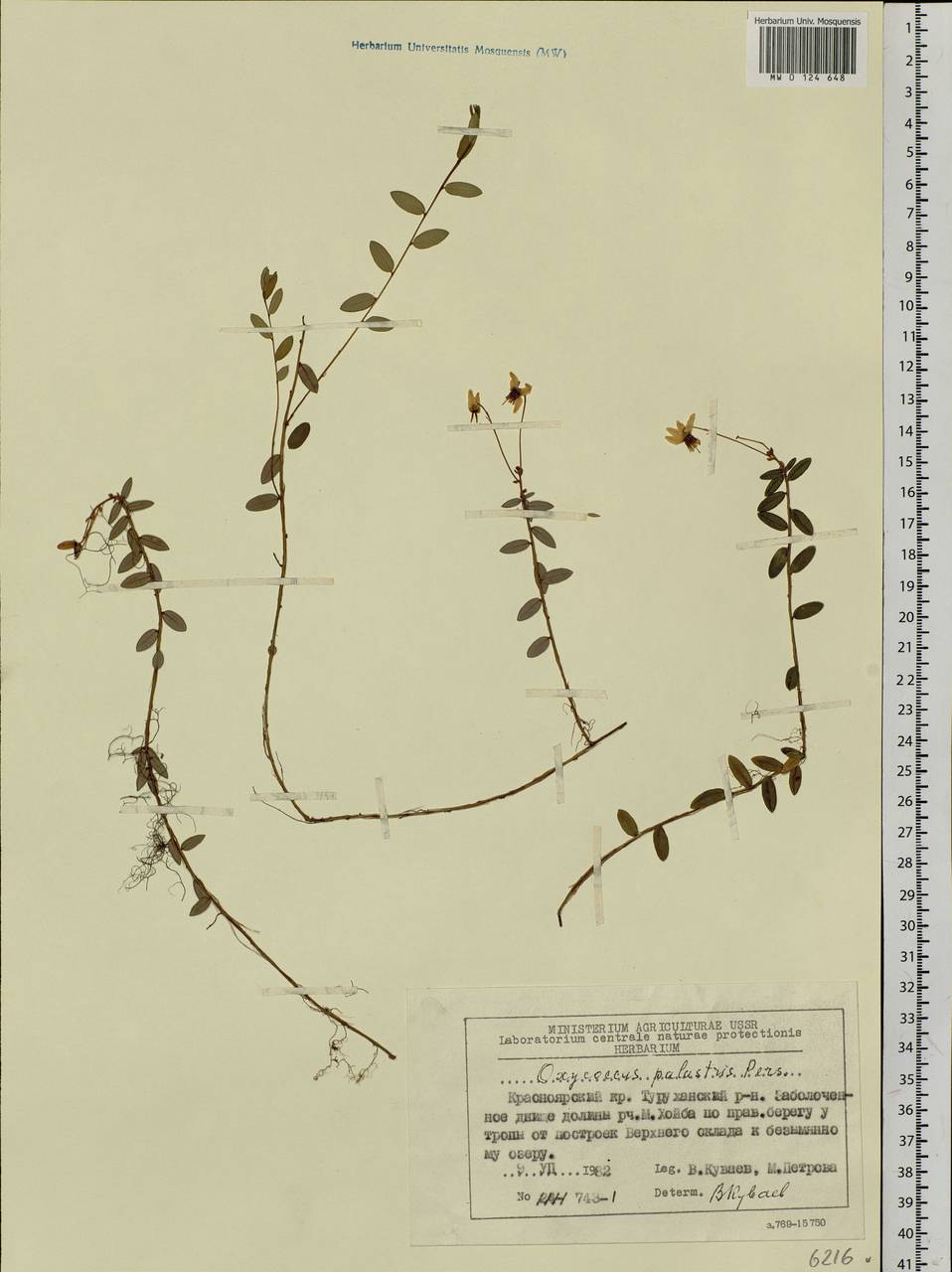 Vaccinium oxycoccos L., Siberia, Central Siberia (S3) (Russia)