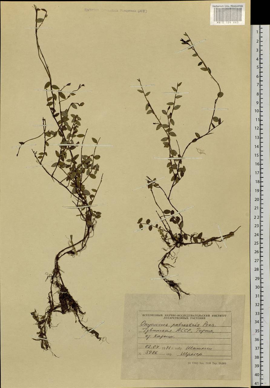 Vaccinium oxycoccos L., Siberia, Altai & Sayany Mountains (S2) (Russia)