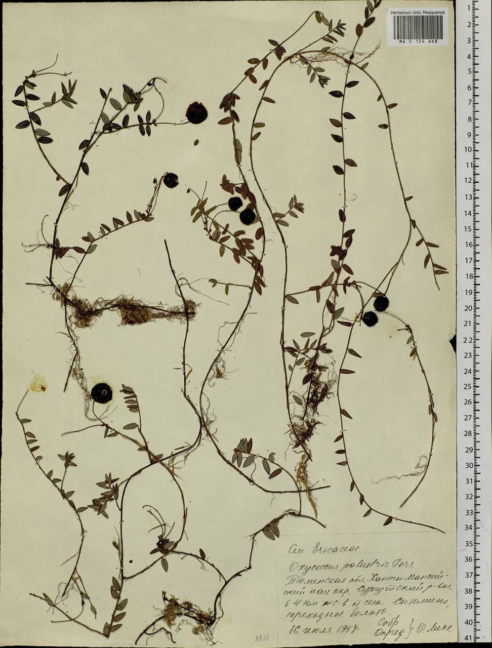 Vaccinium oxycoccos L., Siberia, Western Siberia (S1) (Russia)