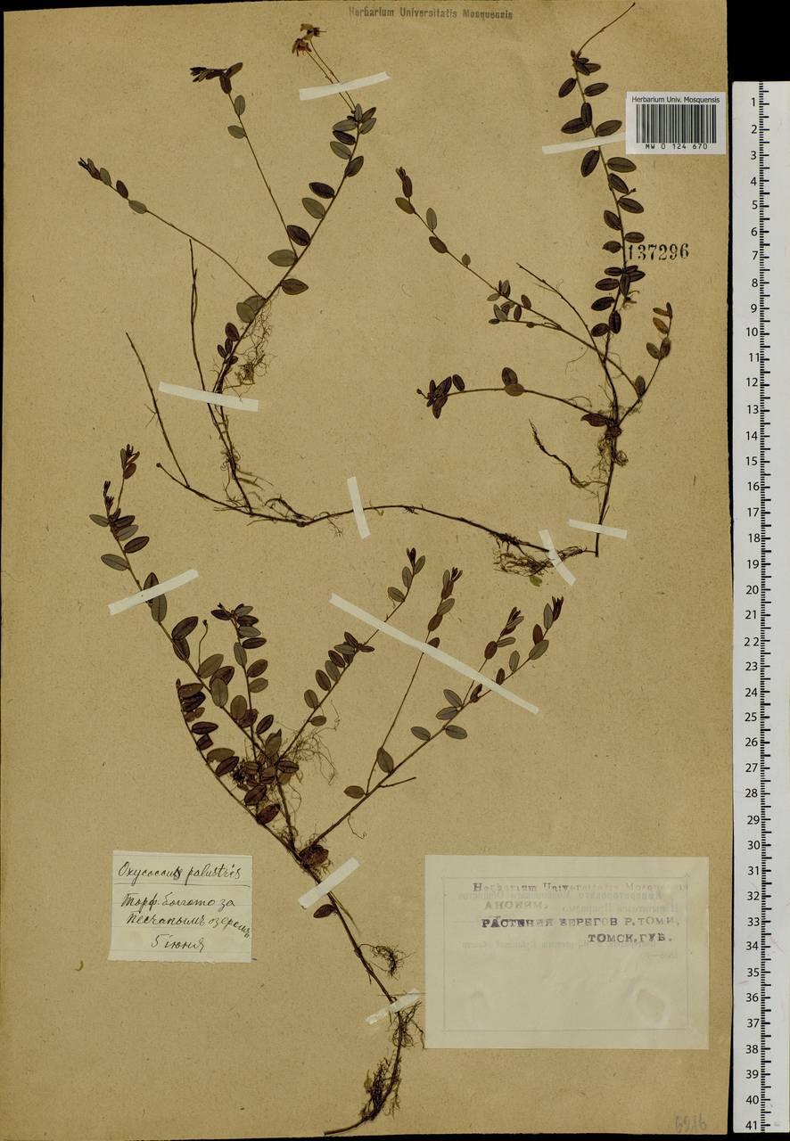 Vaccinium oxycoccos L., Siberia, Western Siberia (S1) (Russia)