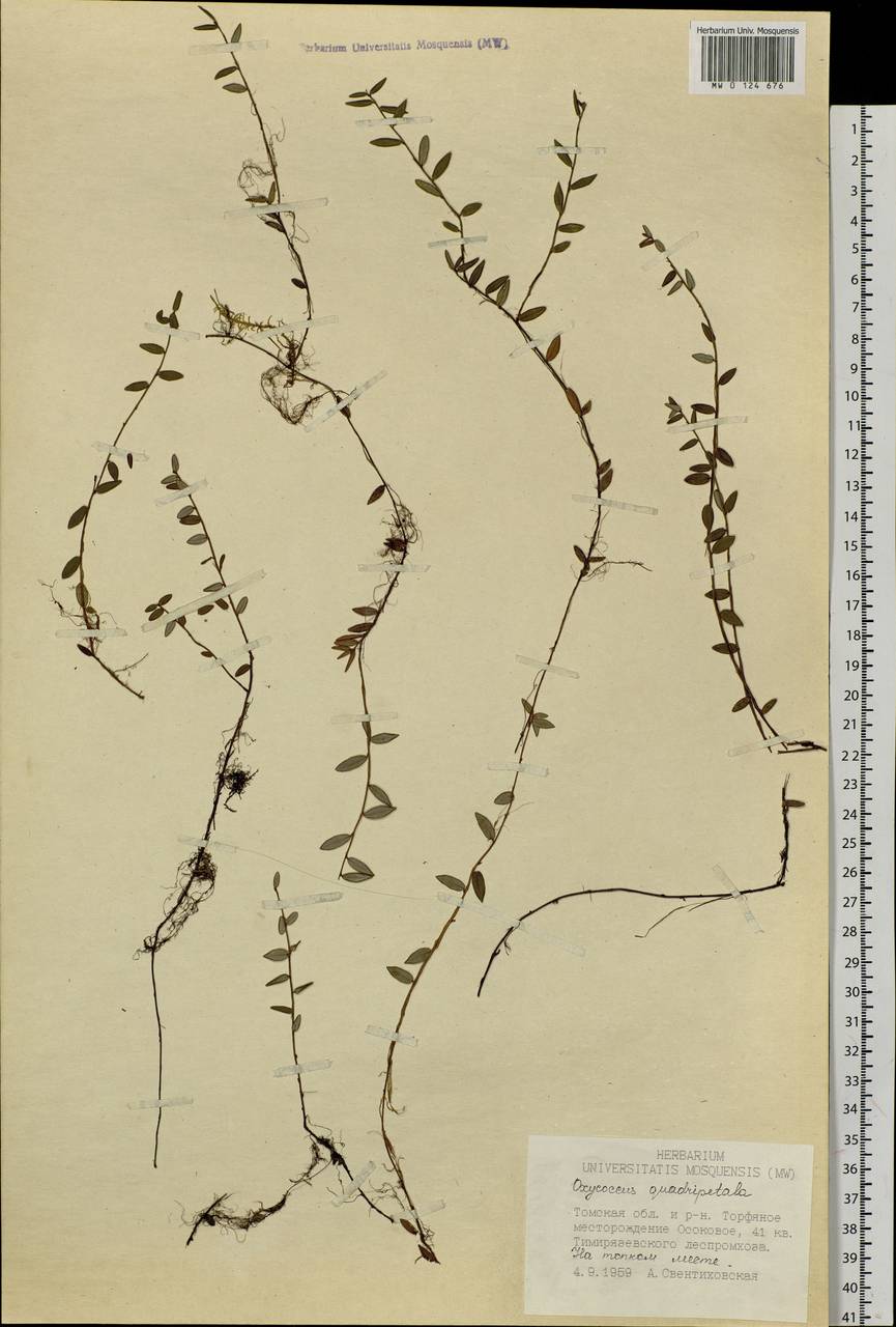 Vaccinium oxycoccos L., Siberia, Western Siberia (S1) (Russia)