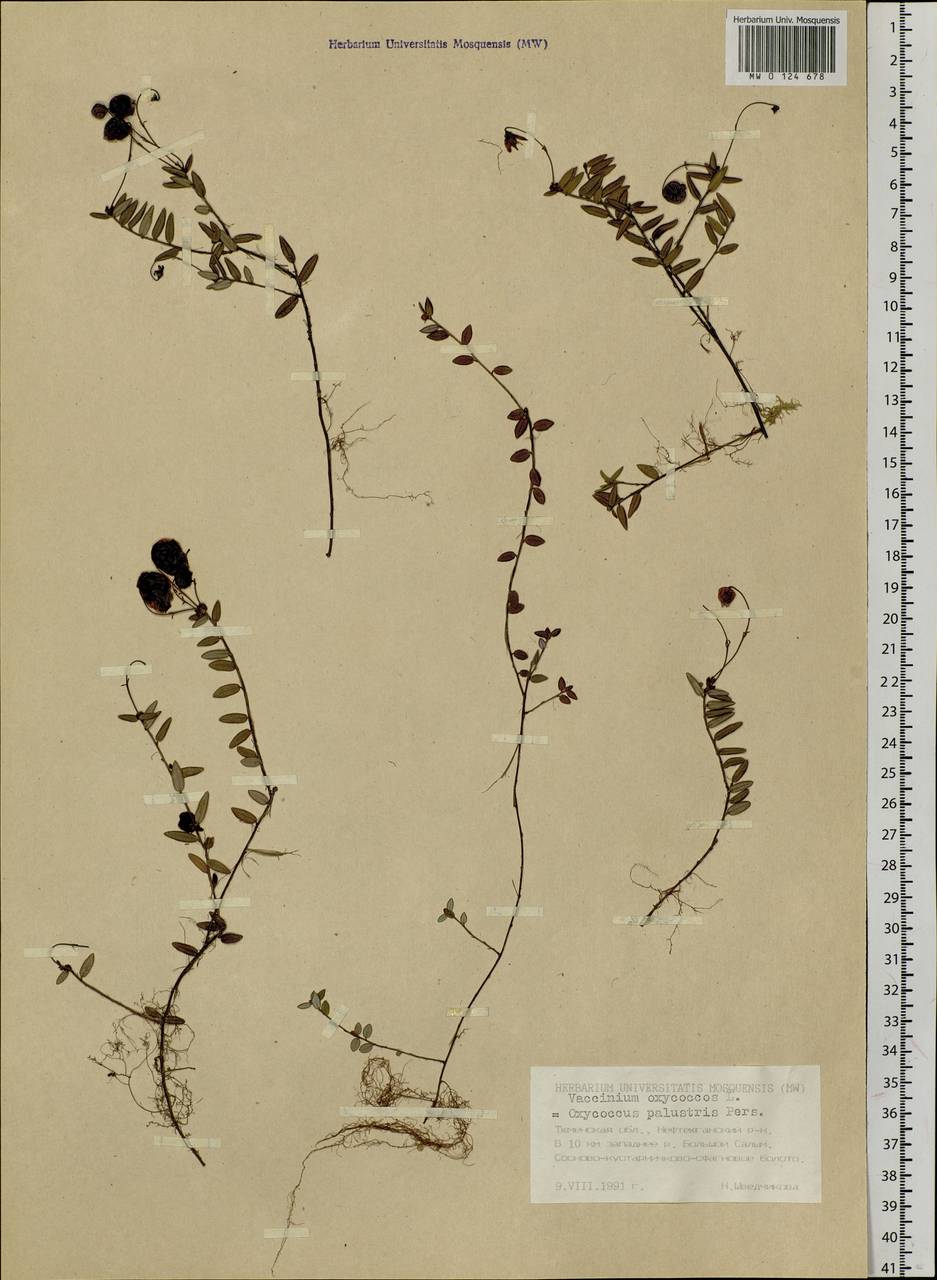 Vaccinium oxycoccos L., Siberia, Western Siberia (S1) (Russia)