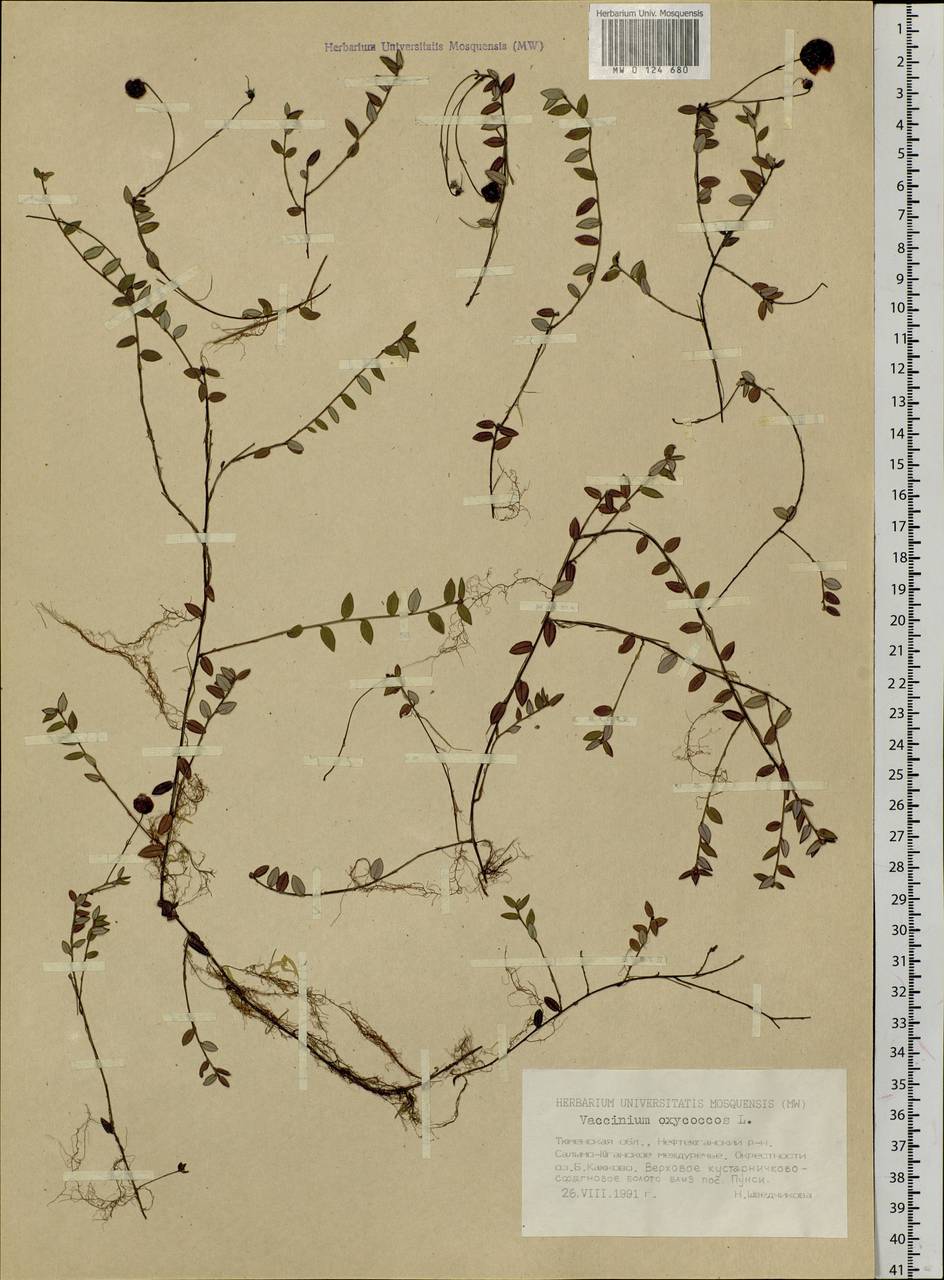 Vaccinium oxycoccos L., Siberia, Western Siberia (S1) (Russia)