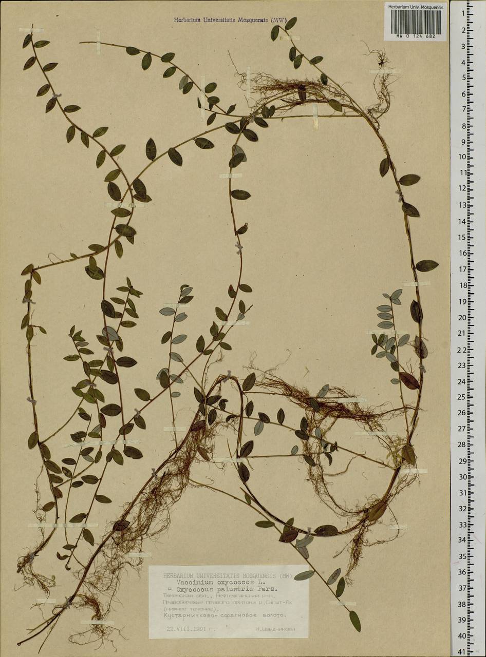 Vaccinium oxycoccos L., Siberia, Western Siberia (S1) (Russia)