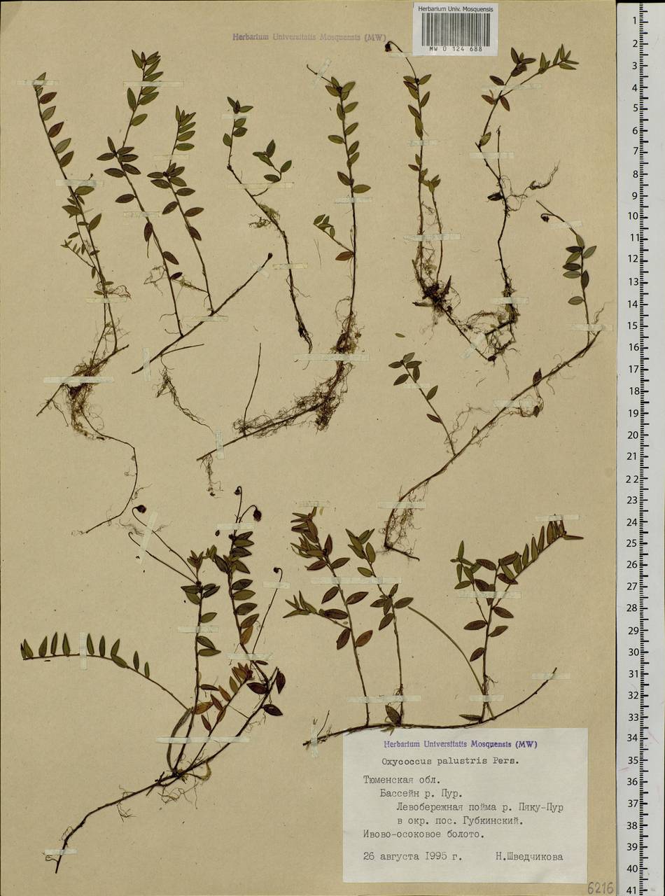 Vaccinium oxycoccos L., Siberia, Western Siberia (S1) (Russia)