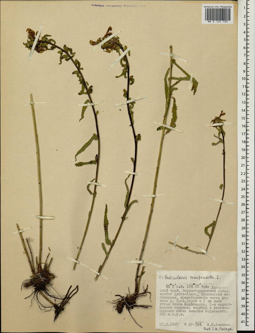 Pedicularis resupinata, Siberia, Russian Far East (S6) (Russia)