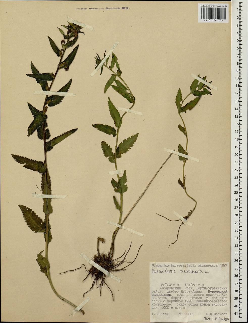 Pedicularis resupinata L., Siberia, Russian Far East (S6) (Russia)
