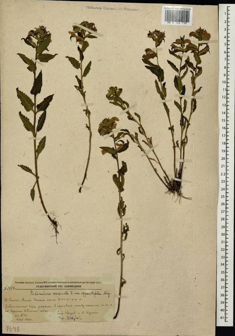 Pedicularis resupinata, Siberia, Russian Far East (S6) (Russia)