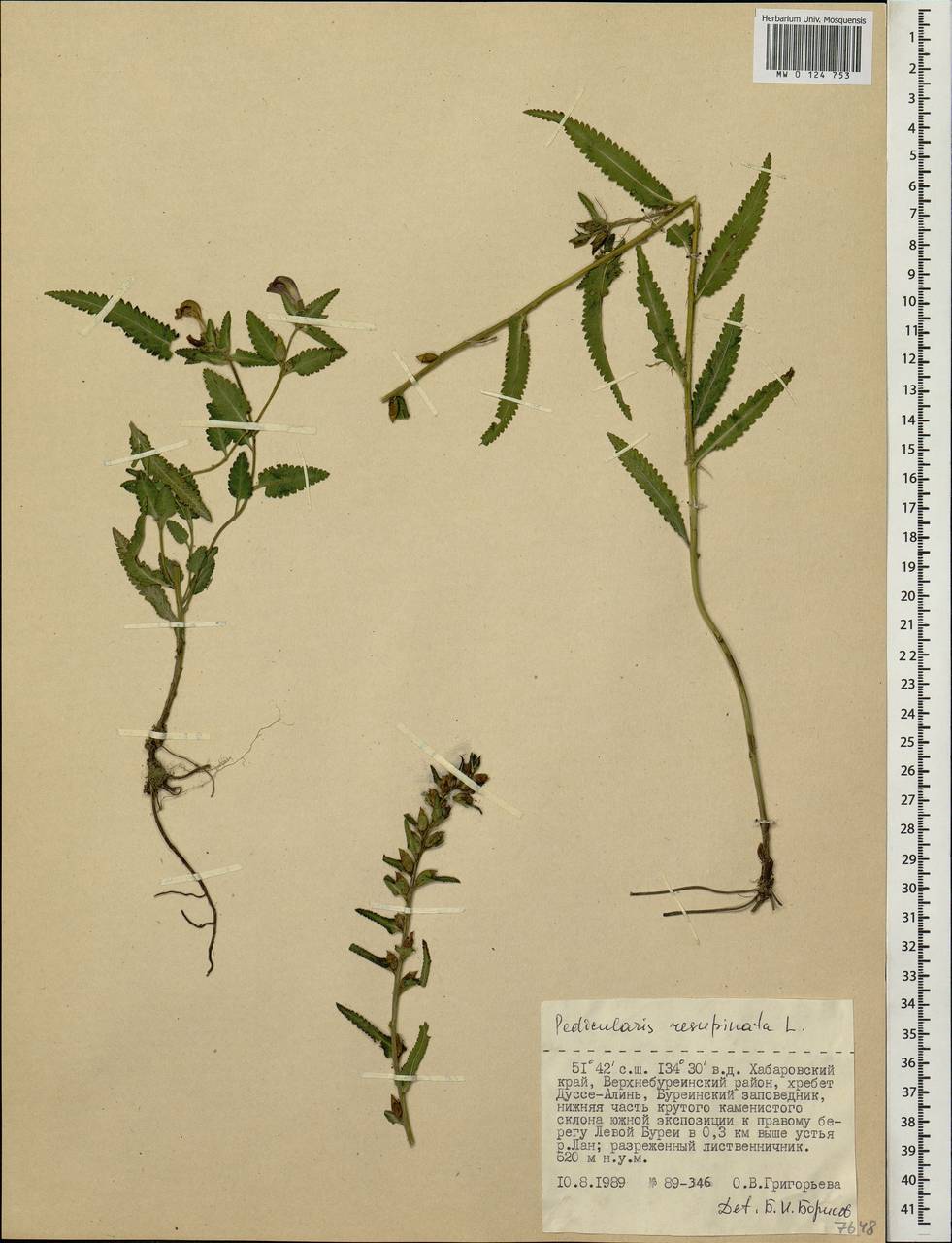 Pedicularis resupinata L., Siberia, Russian Far East (S6) (Russia)