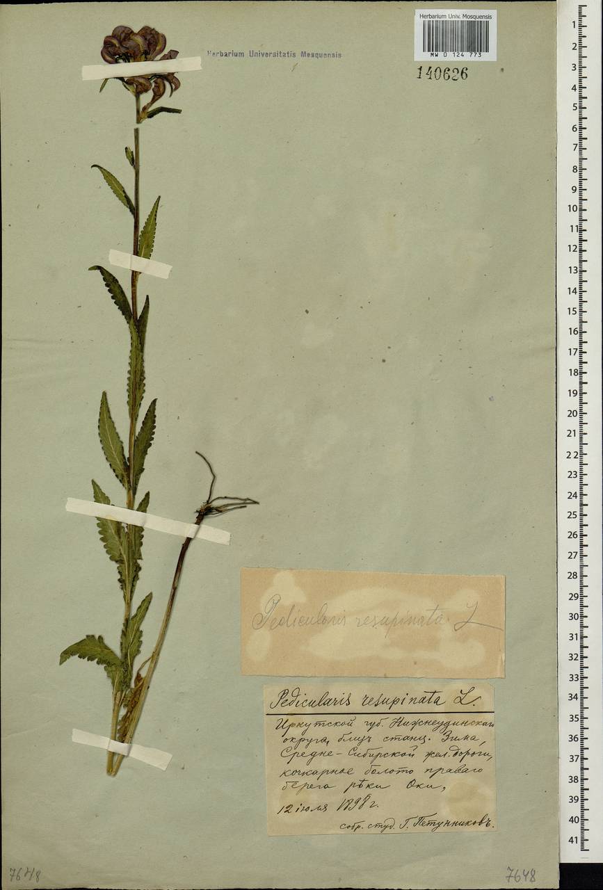 Pedicularis resupinata, Siberia, Baikal & Transbaikal region (S4) (Russia)