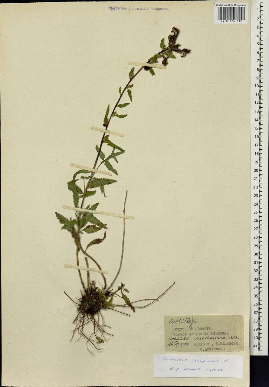 Pedicularis resupinata, Siberia, Baikal & Transbaikal region (S4) (Russia)