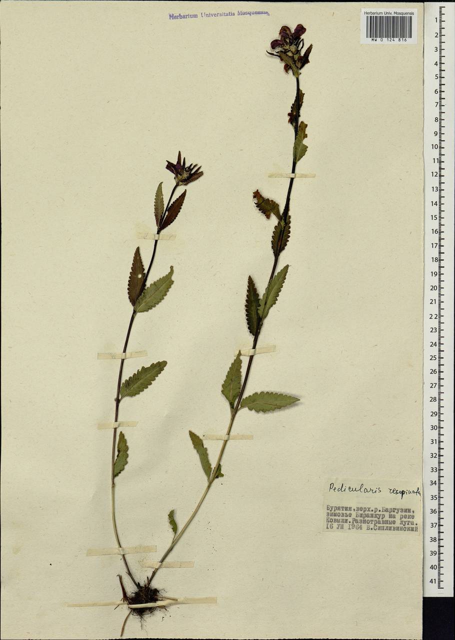 Pedicularis resupinata, Siberia, Baikal & Transbaikal region (S4) (Russia)