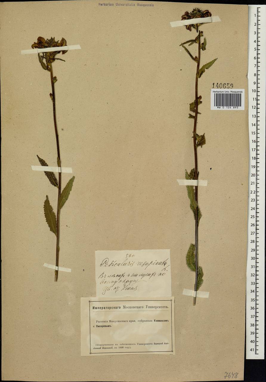 Pedicularis resupinata, Siberia, Altai & Sayany Mountains (S2) (Russia)