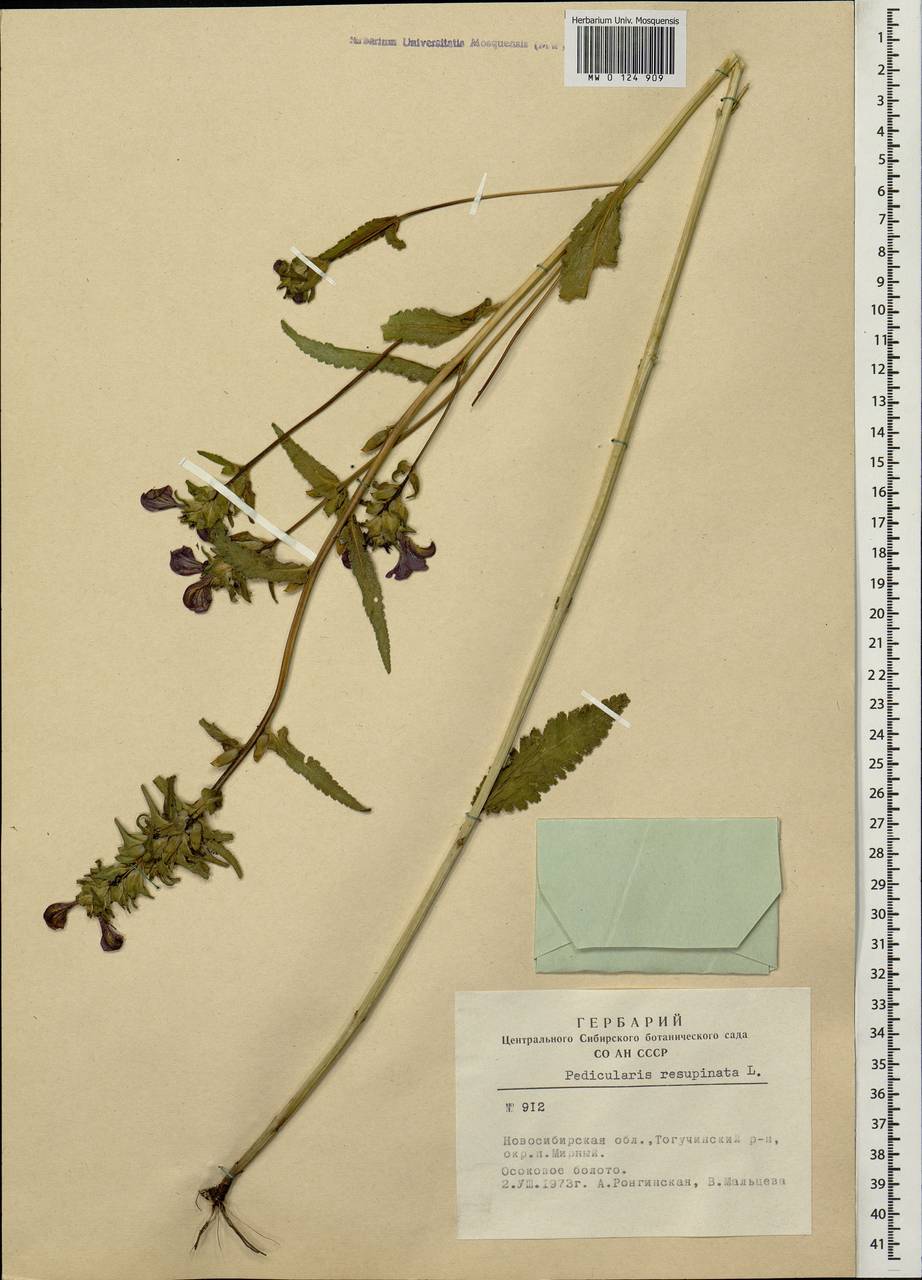 Pedicularis resupinata, Siberia, Western Siberia (S1) (Russia)