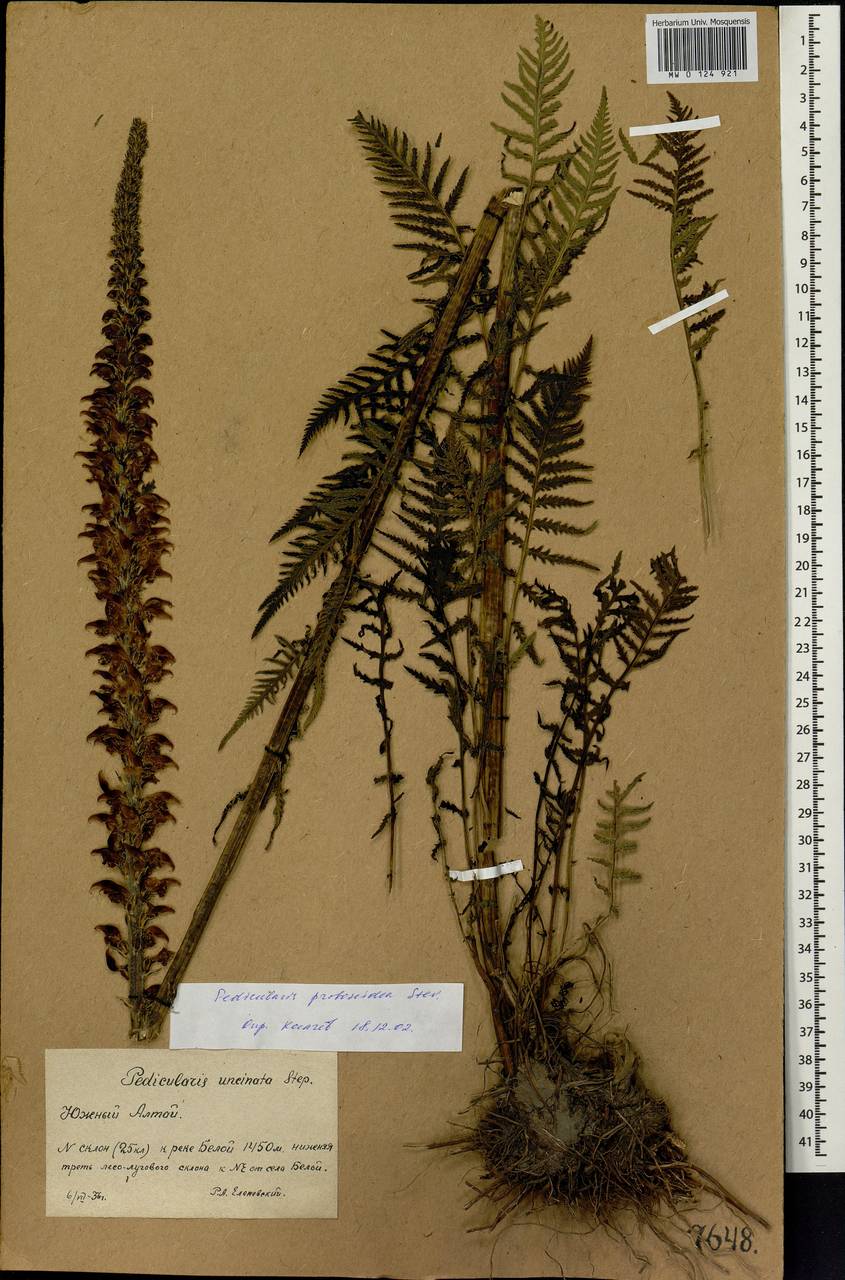 Pedicularis proboscidea Steven, Siberia, Western (Kazakhstan) Altai Mountains (S2a) (Kazakhstan)