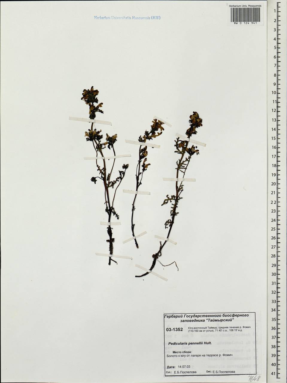 Pedicularis pennellii Hultén, Siberia, Central Siberia (S3) (Russia)