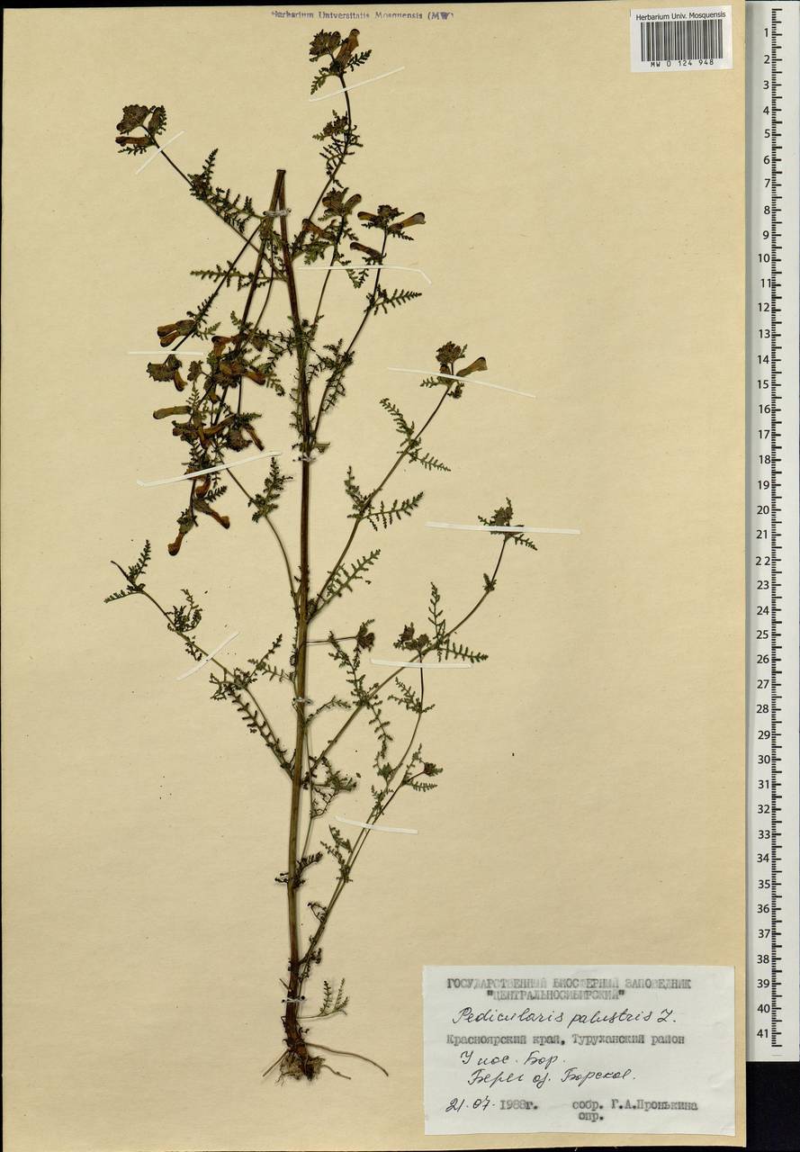 Pedicularis palustris, Siberia, Central Siberia (S3) (Russia)