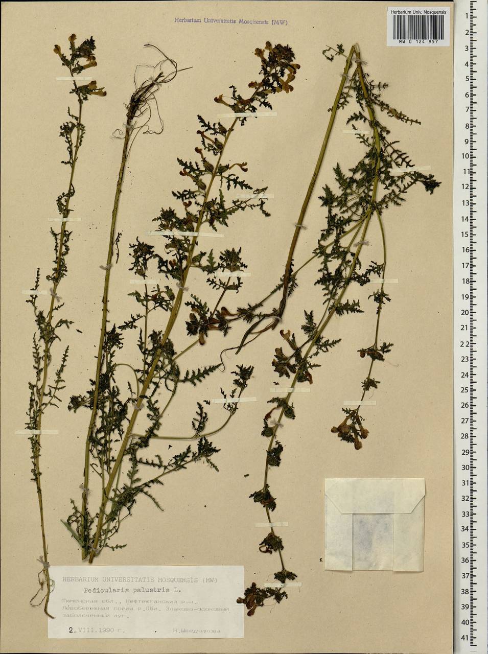 Pedicularis palustris, Siberia, Western Siberia (S1) (Russia)