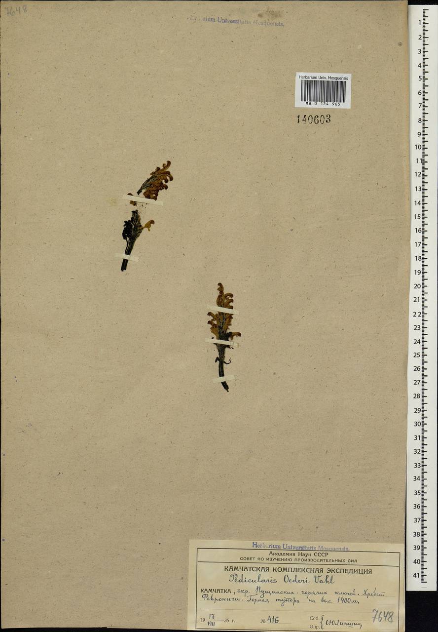 Pedicularis oederi, Siberia, Chukotka & Kamchatka (S7) (Russia)