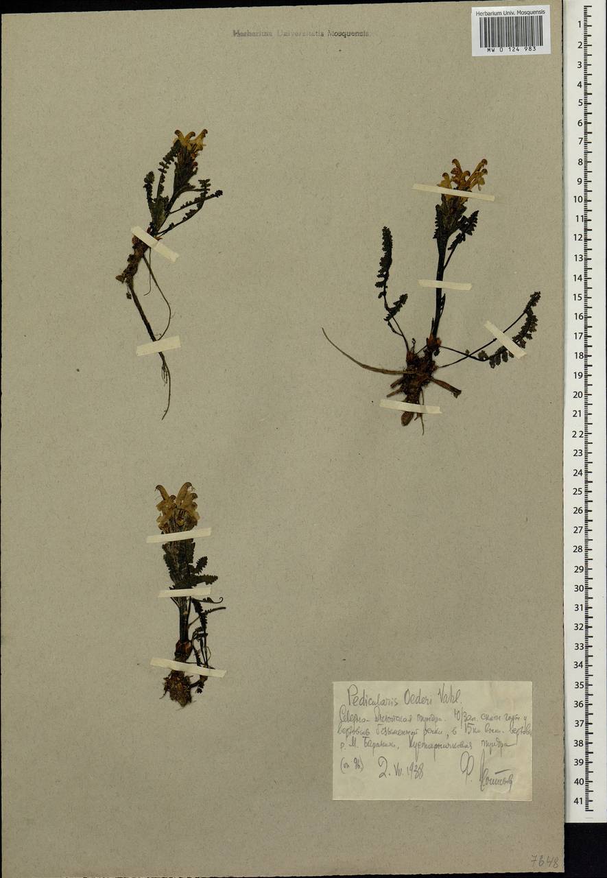 Pedicularis oederi, Siberia, Chukotka & Kamchatka (S7) (Russia)