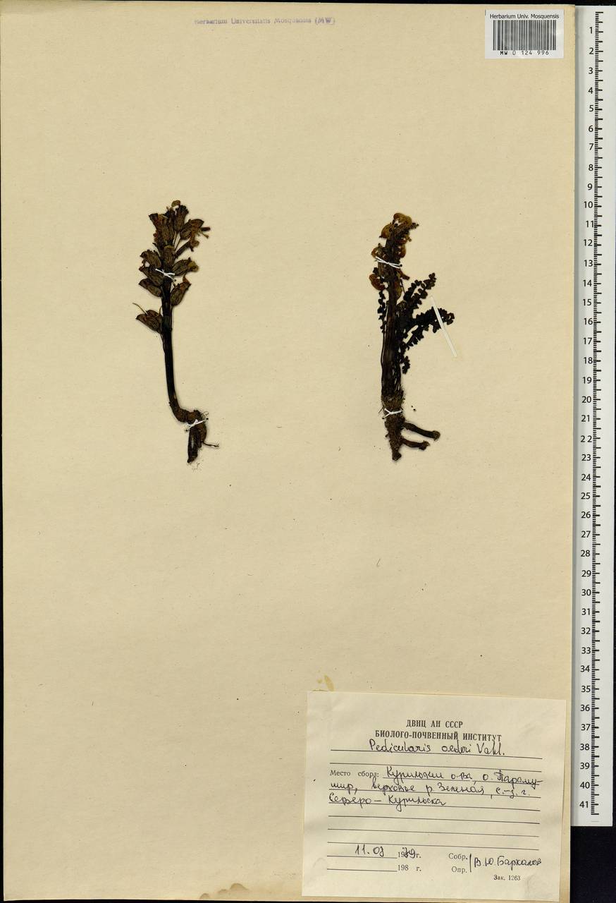 Pedicularis oederi Vahl, Siberia, Russian Far East (S6) (Russia)