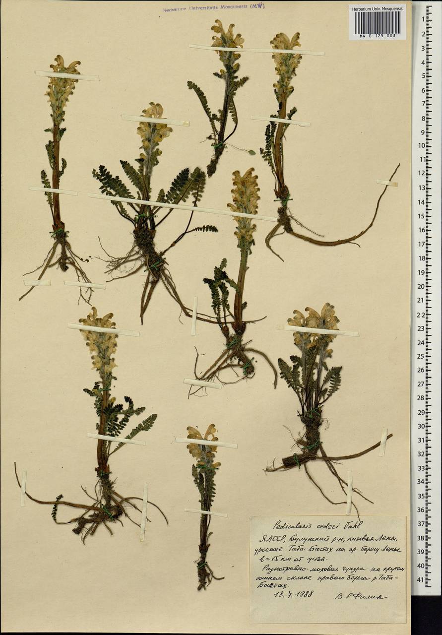 Pedicularis oederi, Siberia, Yakutia (S5) (Russia)