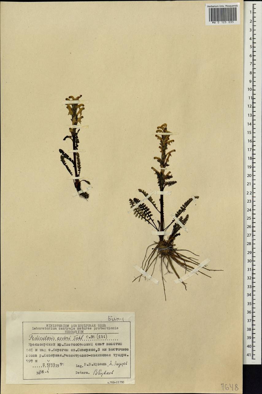 Pedicularis oederi, Siberia, Central Siberia (S3) (Russia)