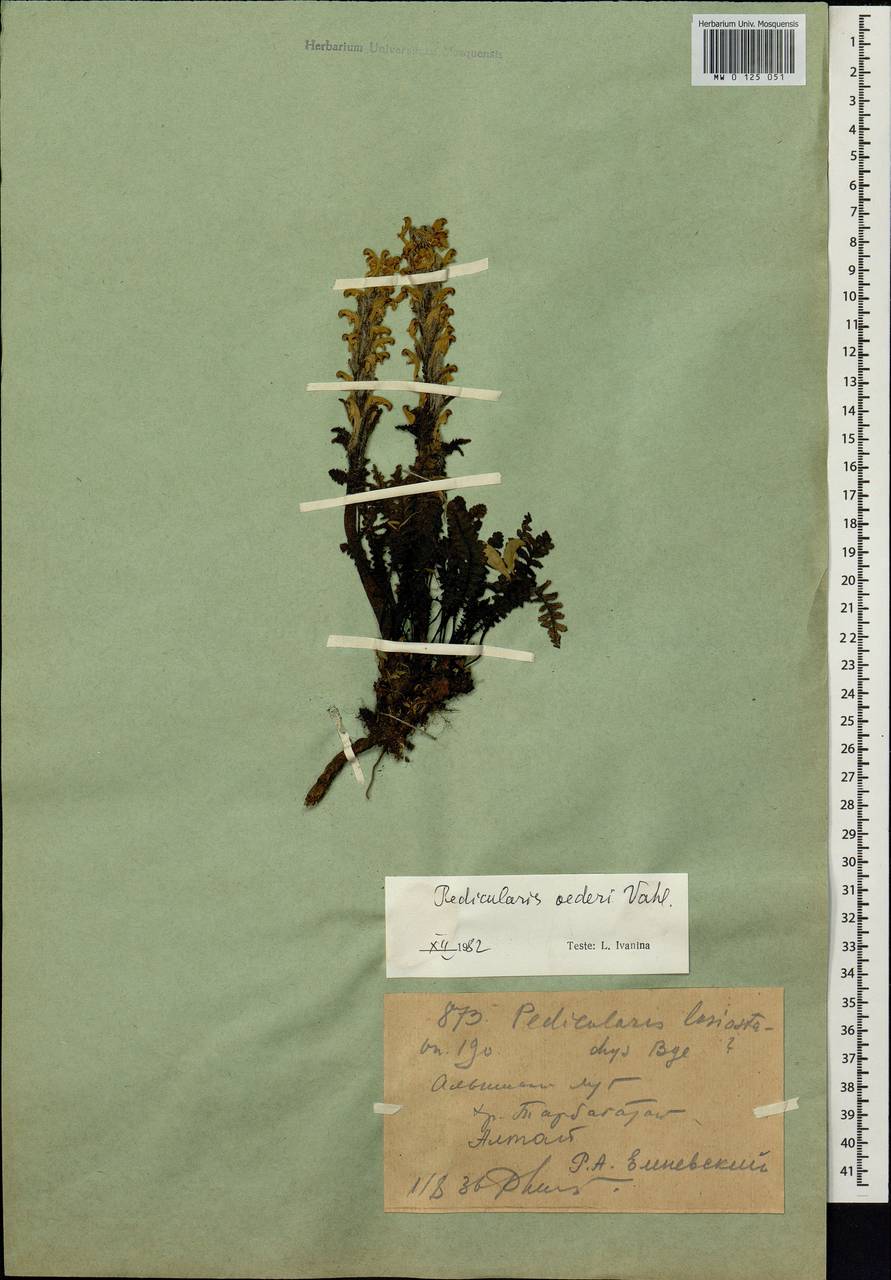Pedicularis oederi, Siberia, Western (Kazakhstan) Altai Mountains (S2a) (Kazakhstan)